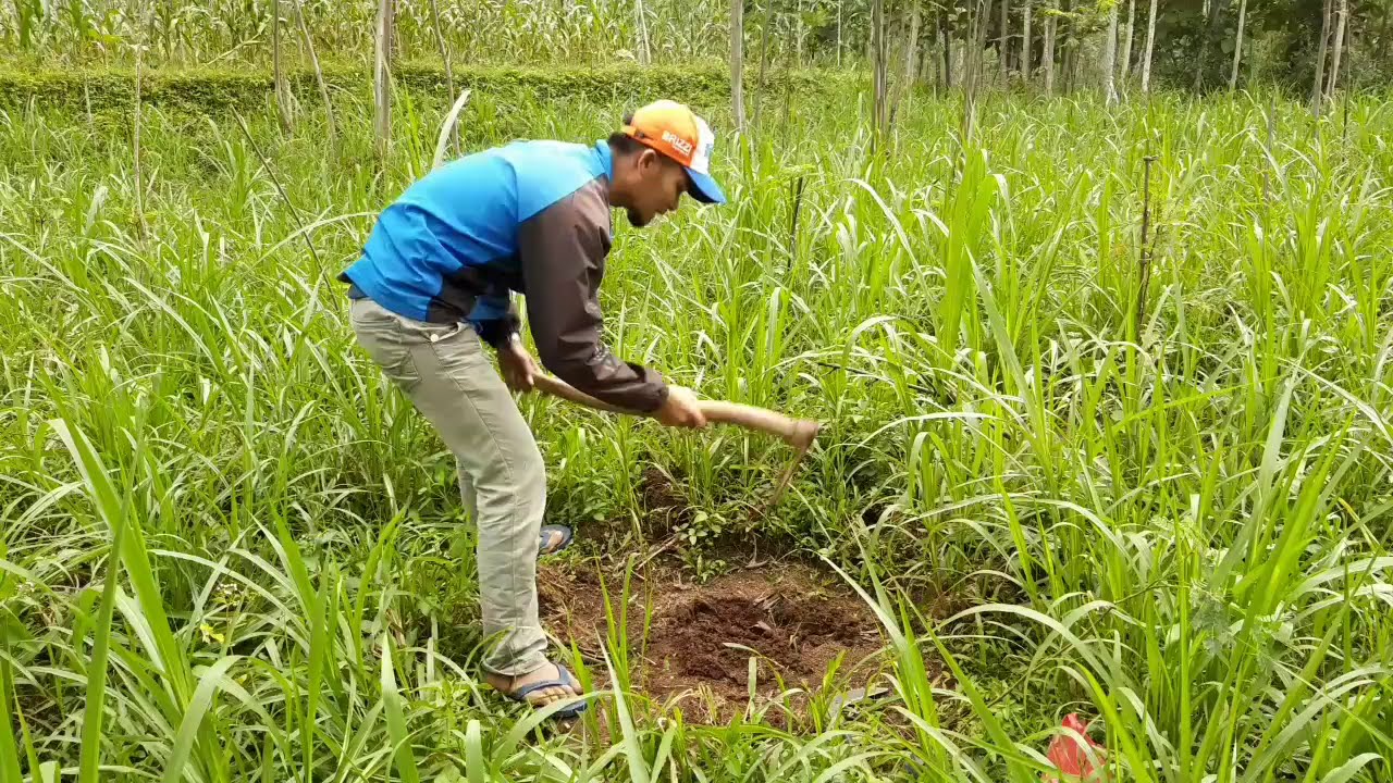 Cara menanam pohon sengon agar cepat besar | How to plant wood