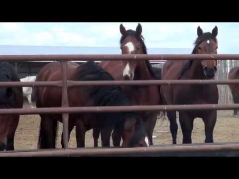 Video: Leben Auf Der Calgary Stampede Ranch - Matador Network