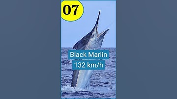Top 10 fastest animals in the world | #animals #fastest
