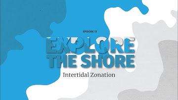 Intertidal Zonation - where to find what on the rocky shore!