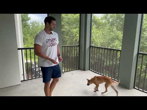 Related Embedded Video Item Thumbnail