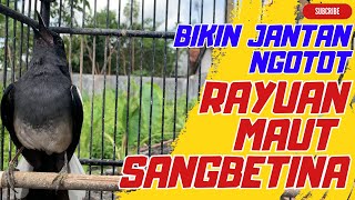 Suara Kacer Betina Memancing Kacer Jantan | Pancingan Kacer jantan Agar Cepet Nyaut Bunyi & Ngotot