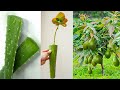 Grow Avocado from cuttings using natural rooting hormone aloe vera - 100% Growth for Beginners