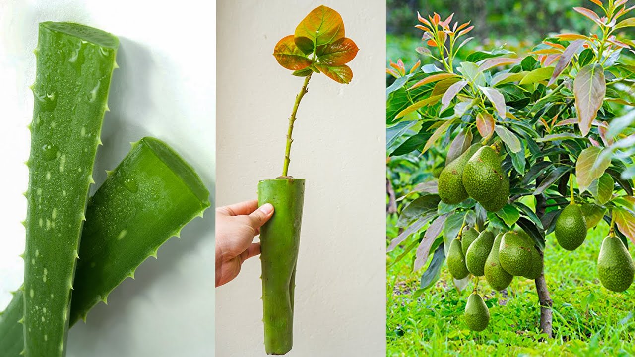 Grow Avocado from cuttings using natural rooting hormone aloe vera - 100% Growth for Beginners