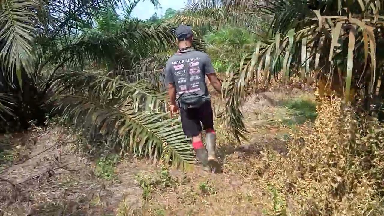 Ngecek sawit sebelum panen