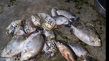 Làm ổ cá rìa,cá nâu.🤗🤗🤗Và ae câu trúng đậm tại cầu cảng Phan Thiết ...@