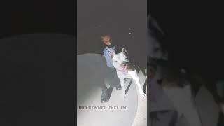 Pitbull For Stud At Brother Hood Kennel Jhelum 03030817302