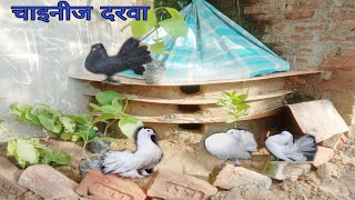 how to make pigeon loft.kabootar ka ghar kaise banaye.kabutar ka ghar banane ka tareeka.kabutar.