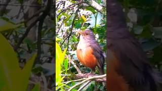 Sabiá-Laranjeira Gaúcho cantando no Fim do dia 🔴 #nature #sabialaranjeira #cantopassaros