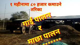 गाई पालन र माछा पालन//cow farm & fish farm// technical  in nepal