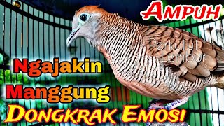 PERKUTUT LOKAL GACOR SUARA BESAR - Pancingan perkutut agar cepat bunyi manggung ngayer