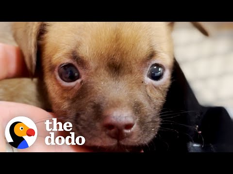 Video: Hund, der var tilbage til at dø i en kuffert, finder hans evige hjem