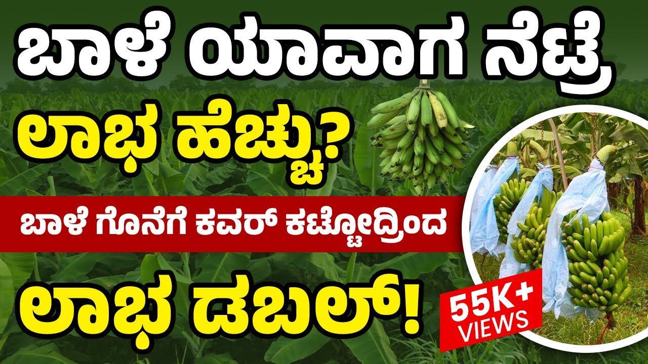 Which Season Is Best To Plant Banana? Secrets of Growing Bananas for High Yields | Banana Farming