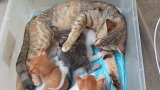 Cats & kittens are 754 & 671 & 570 & 553 &505 & 429 & 314 & 276 & 176 &46 &25 & 337 &270 &168 &134