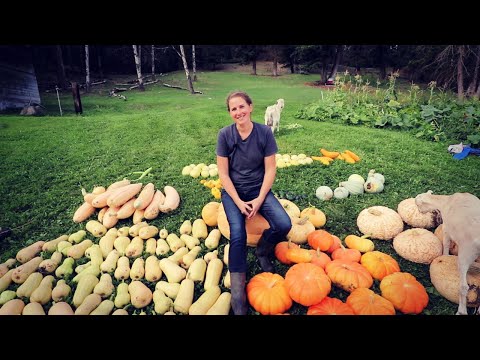 Video: Menumbuhkan Acorn Squash - Cara Menanam Acorn Squash