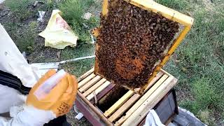 Oğul olarak aldığım arı bana bal verecek mi?? #beekeeper