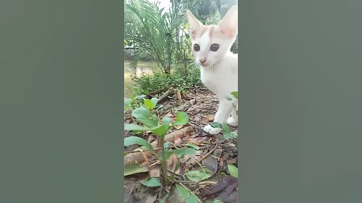 Watch the video about Cat new video 📷🤣 #emoji #music #amongus #beats #alphabetlore #cat #babyanimals #animal #babycats