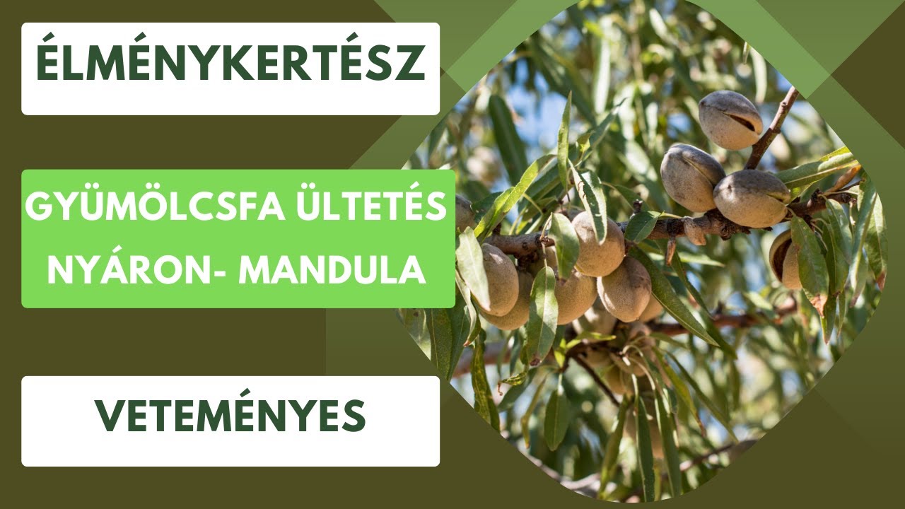 Fa ültetése akár nyáron is🌳