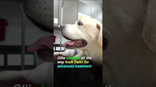 Advanced Care for Mast Cell Tumors | The Cancer Vet