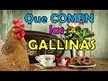 QUE COMEN LAS GALLINAS ? oscarsfox AUDIO