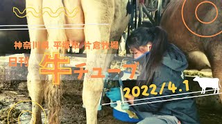 日刊 牛チューブ「研修生がバケット搾乳をしています〜」2022\/4.1