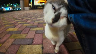 何故かショッピングモールの駐車場に猫