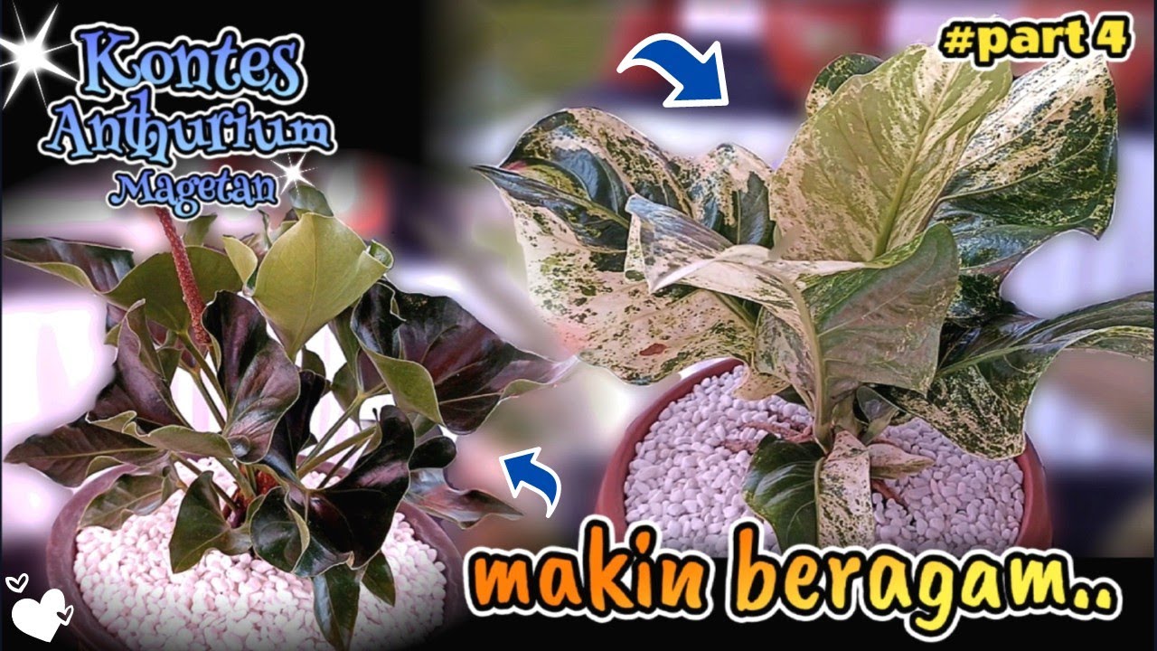 BIKIN ADEM MATA ‼️😍 KELAS MIX NON JEMANI | KONTES ANTHURIUM MAGETAN (part 4)