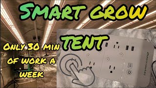 Smart Grow Tent Set up. Fully Automated only 30 min of work a week   #Marshydro