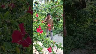 എനകക വണട