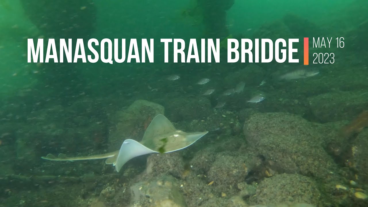 NJ Point Pleasant shore diving with Crabs, fluke, tog and puffers!