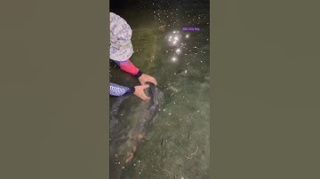 Cá Lớn - bắt Cá Rô Phi đang ngủ dễ dàng 😱 #khacthuyvlogg