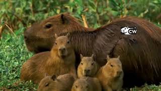 Capybara