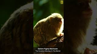 Eastern Pygmy Marmoset , The Smallest Monkey In The World