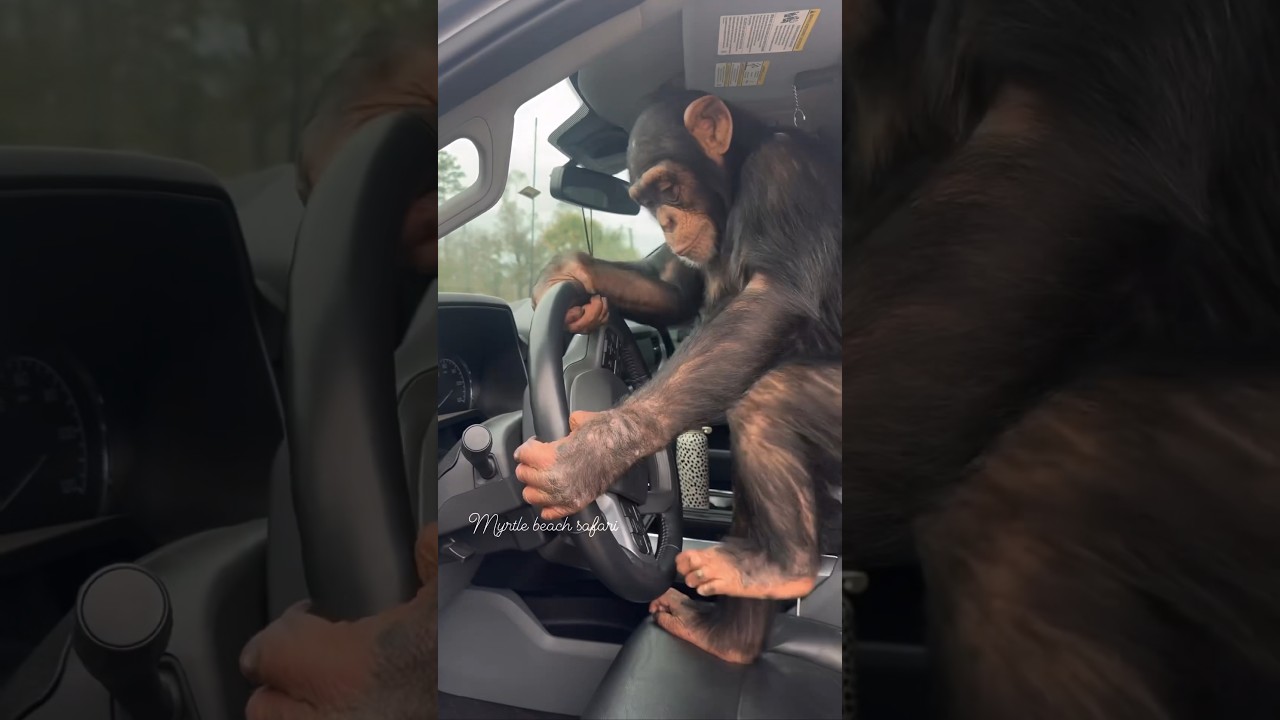 Sometimes Tara gets road rage💀😂 