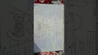 human human alimentary canal life process notes mind maps #everydayconcepts #transience #neet