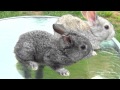 Cute Baby Bunnies