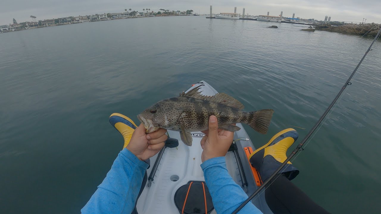 Newport Harbor Spotted Bay Bass fishing Newport Harbor, California