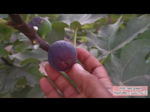 الأسباني الأحمر  