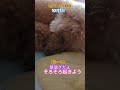 #トイプードル #シニア