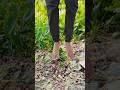 শুভ রামনবমী 🤣 #youtubeshorts #comedyshorts #funnyvideo #comedyvideo #comedyboydev