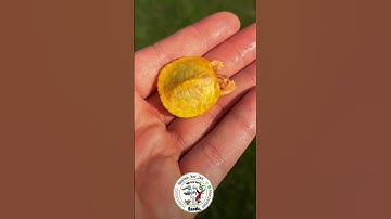 Albino red ear slider . #exotic #turtle