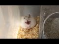 え、怒ってるの…？　What, are you angry...? 【ハムスター】