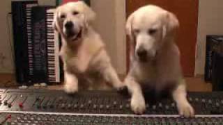 Golden Retriever Puppies - Henley And Bobby