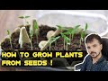 How to grow plants through the seeds  shehzii chaudhary