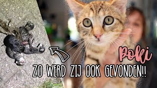 ONTMOET POKI, onze nieuwe KITTEN! Vlog #21