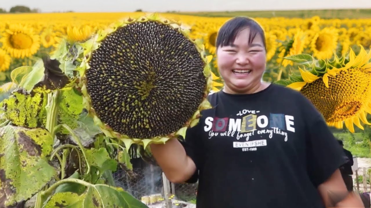【陕北霞姐】摘2大车向日葵，霞姐剥籽给欣然做瓜子酥，酥脆香甜，咬一口满嘴留香！