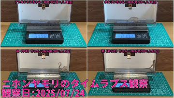 【Memorandum】 2025年07月24日 RPi-Cam-Web-Interfaceを用いたニホンヤモリのTimelapse観察