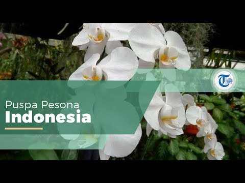 Video: Apakah Anggrek Phalaenopsis Bunga Untuk Orang Malas?