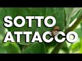 Sono PIENO di DORIFORA