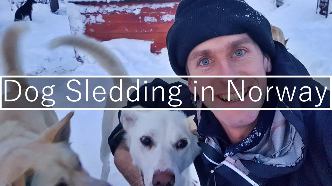 Dog Sledding in Tromso, Arctic Norway